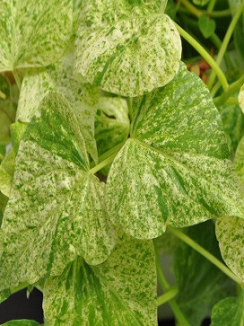 IPOMOEA batatas Sweet Georgia Splash Green